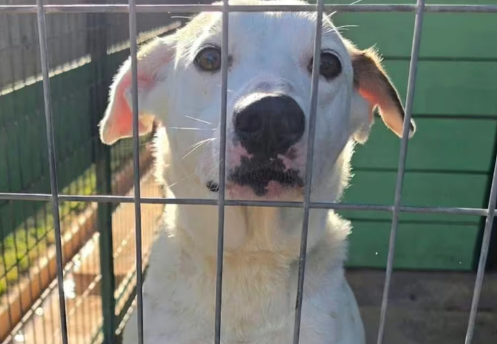 Un câine devotat, abandonat după 10 ani petrecuți alături de aceeași familie. Acum, nimeni nu pare dispus să-i ofere un nou cămin