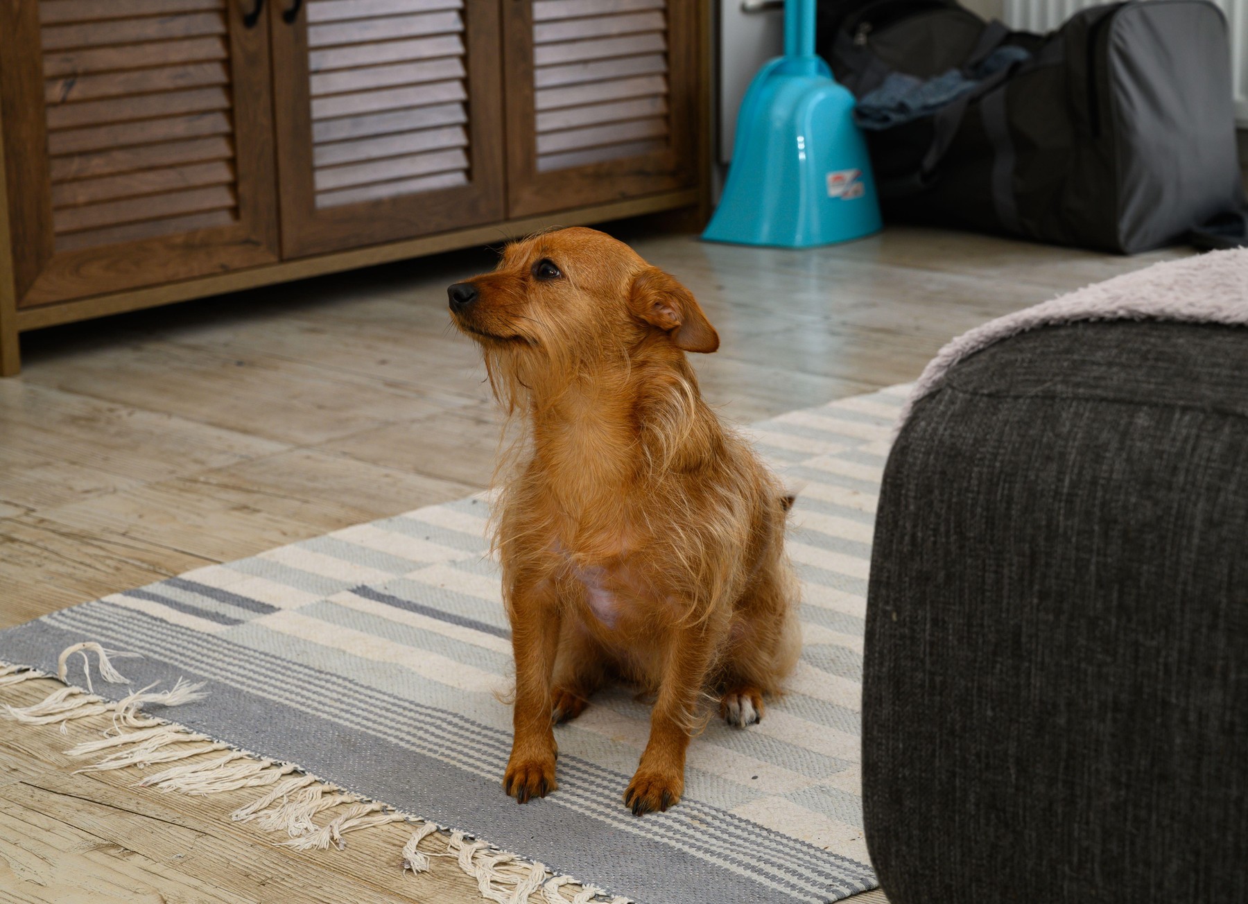 Ai câine la apartament? Află cât timp trebuie plimbat în fiecare zi, de ce 10 minute nu sunt suficiente și cum îi asiguri o viață echilibrată. Sursa foto: mikhail shorokhov / Alamy / Profimedia