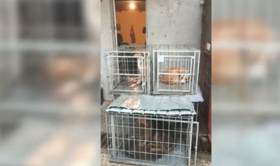 Scandal după apariția unor imagini din adăpostul public de câini din Constanța. ONG-urile cer controale urgente și verificarea condițiilor în care sunt ținute animalele