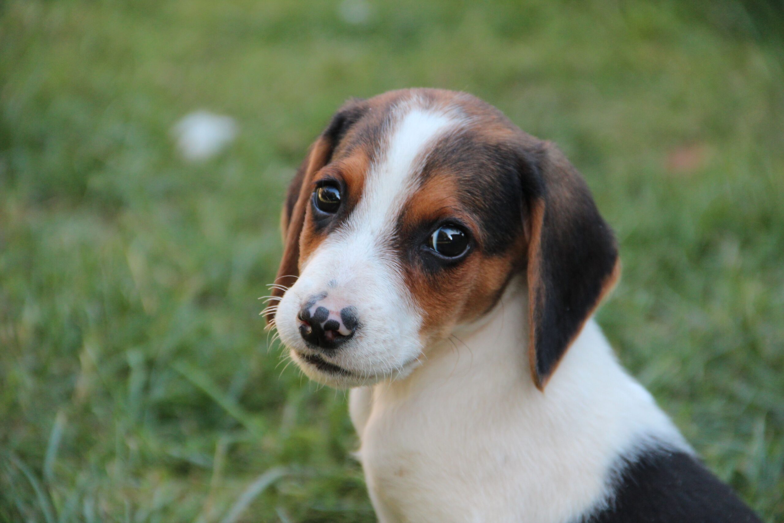Oamenii de știință au folosit tehnologia de editare genetică CRISPR pentru a crea doi câini beagle hipoalergenici. Foto: pexels.com