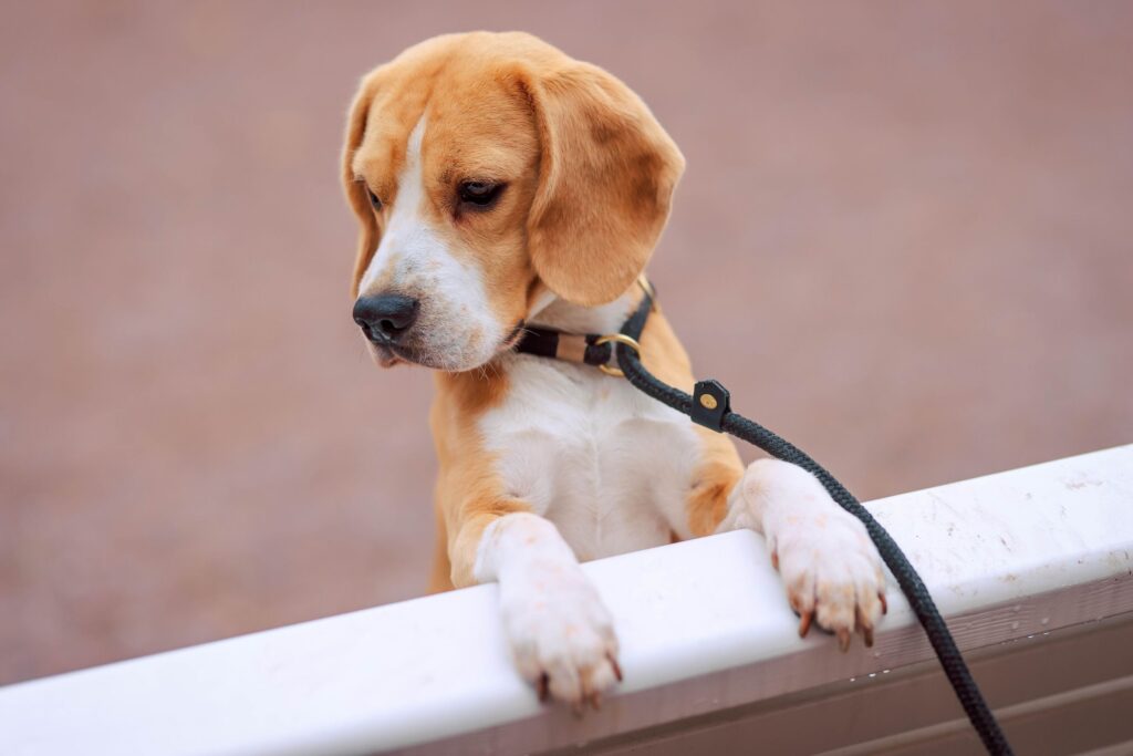 Câinii modificați genetic ar putea deveni o soluție pentru persoanele alergice la animale. Doi beagle „hipoalergenici” au fost creați în laborator