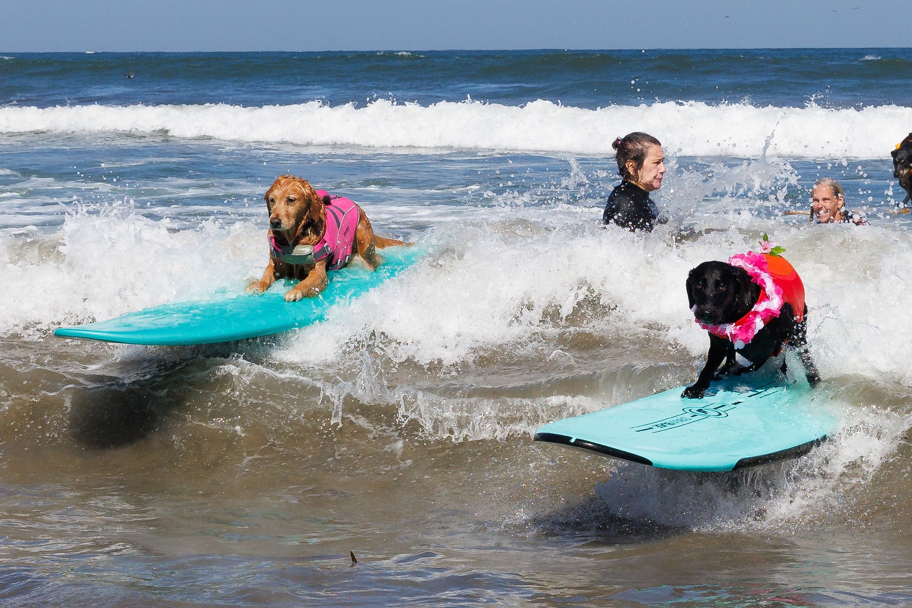 Campionatul Mondial de Surf Canin din California. Câinii care au cucerit valurile și inimile spectatorilor