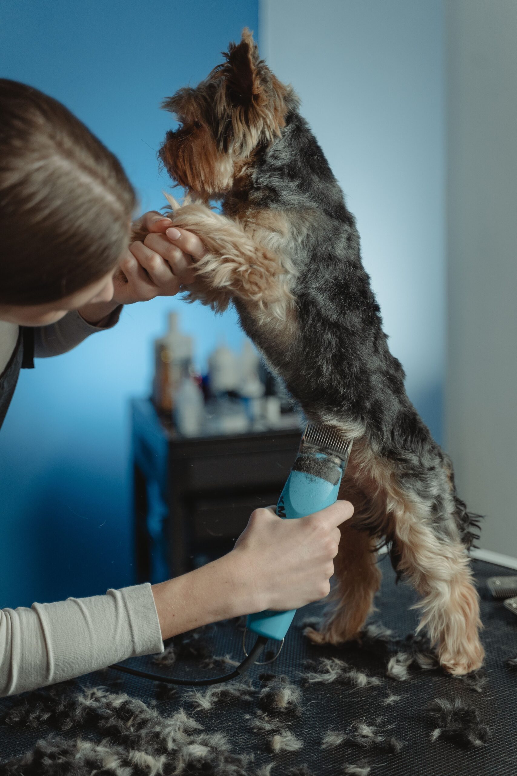 Ideea stăpânilor pare logică: mai puțină blană ar trebui să însemne mai puțină căldură și mai puțin păr căzut. Foto: pexels.com