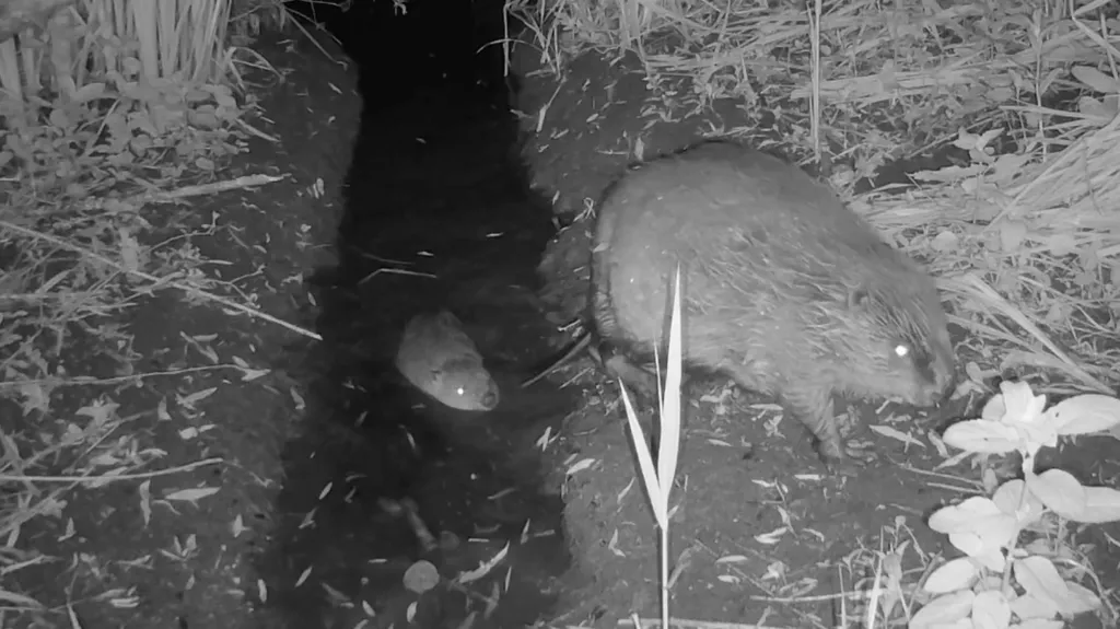 Una dintre ipotezele luate în calcul este aceea că animalele ar fi putut fi eliberate ilegal de persoane care susțin protejarea și reintroducerea castorilor în natură. Foto: Pensthorpe Natural Park