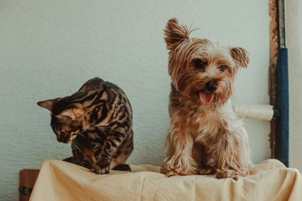 Căutările pentru locuințe care acceptă animale de companie au scăzut în Anglia. Foto: pexels.com
