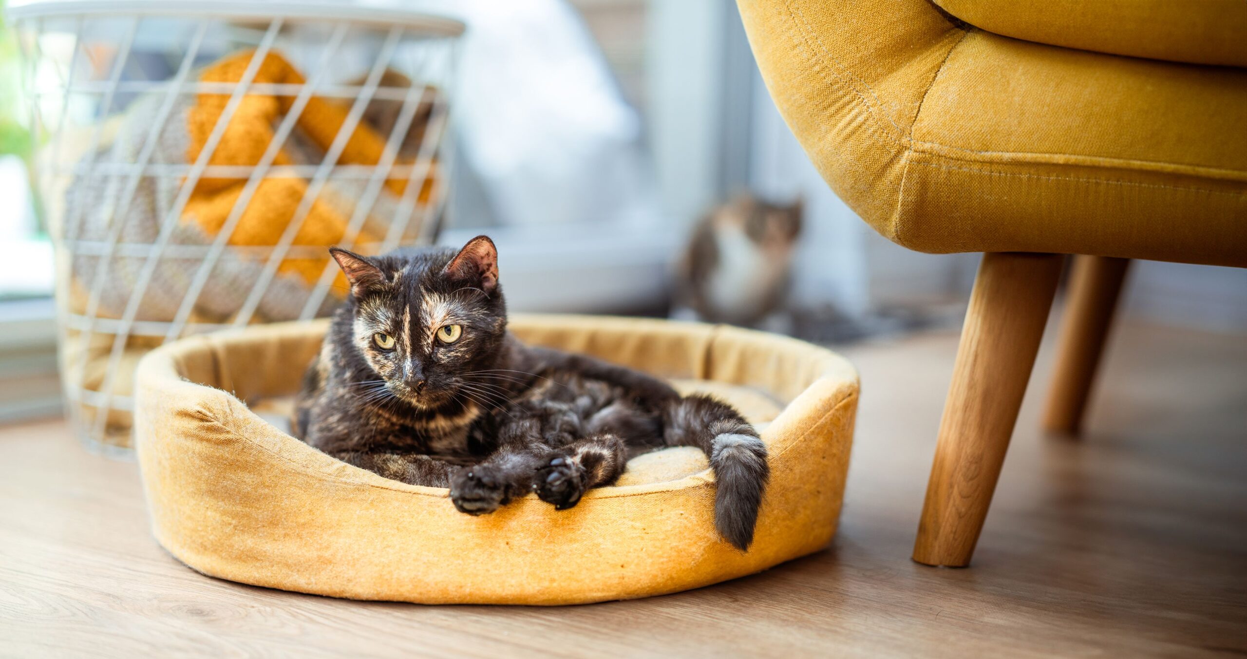 Numărul căutărilor pentru proprietăți care acceptă animale de companie s-a redus cu peste 50% după intrarea în vigoare a modificărilor legislative. Foto: pexels.com