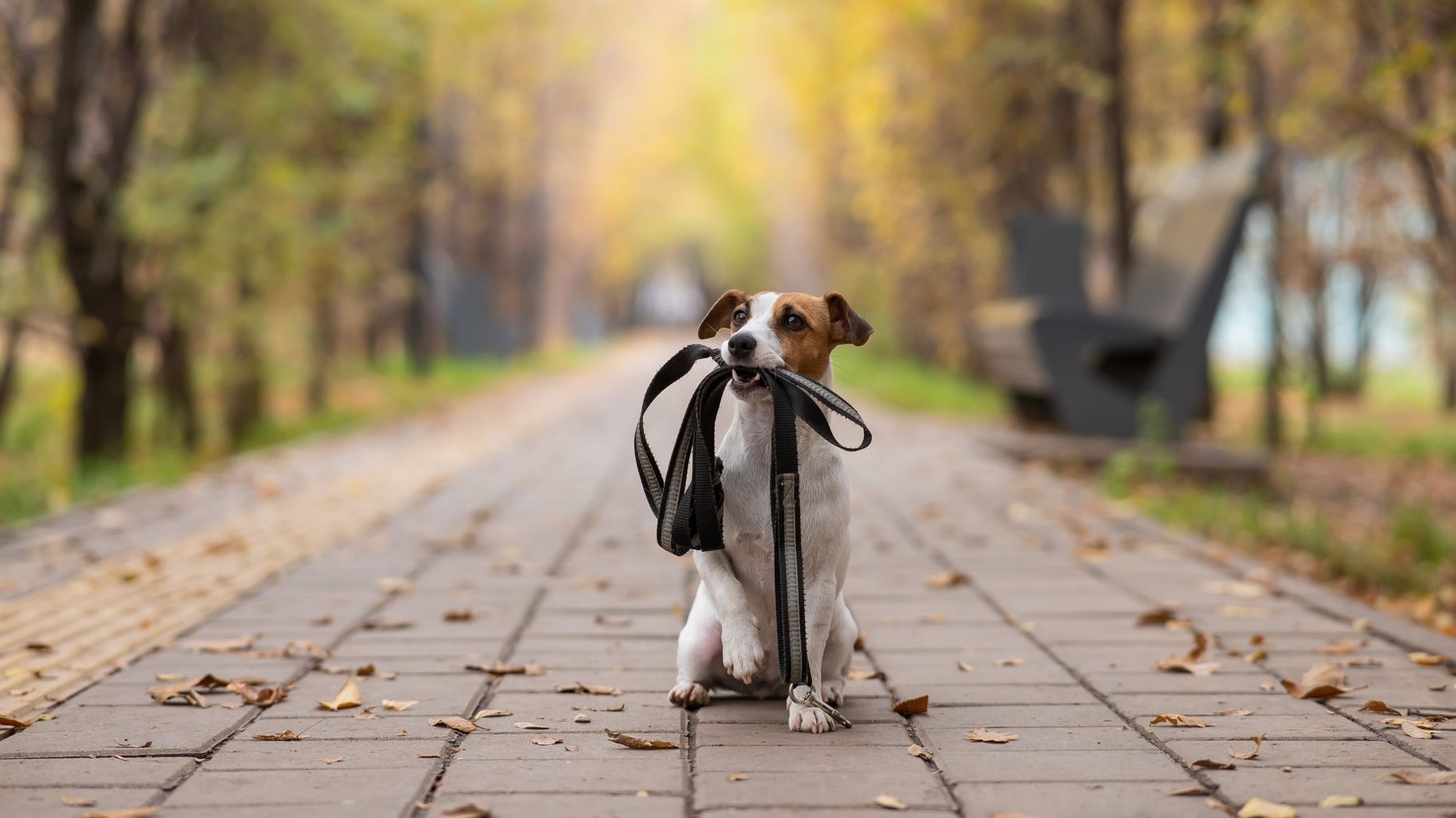 O nouă inițiativă își propune să centralizeze cazurile de animale pierdute, găsite și abandonate din România. Sursa foto: Stock Budget / Profimedia