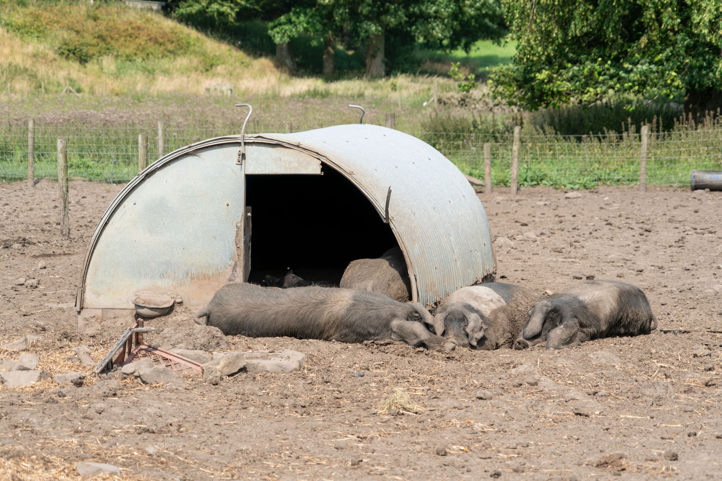 Instituția le cere fermierilor, transportatorilor, autorităților locale și proprietarilor de animale de companie să ia măsuri pentru a preveni stresul termic și deshidratarea animalelor. Foto: pexels.com