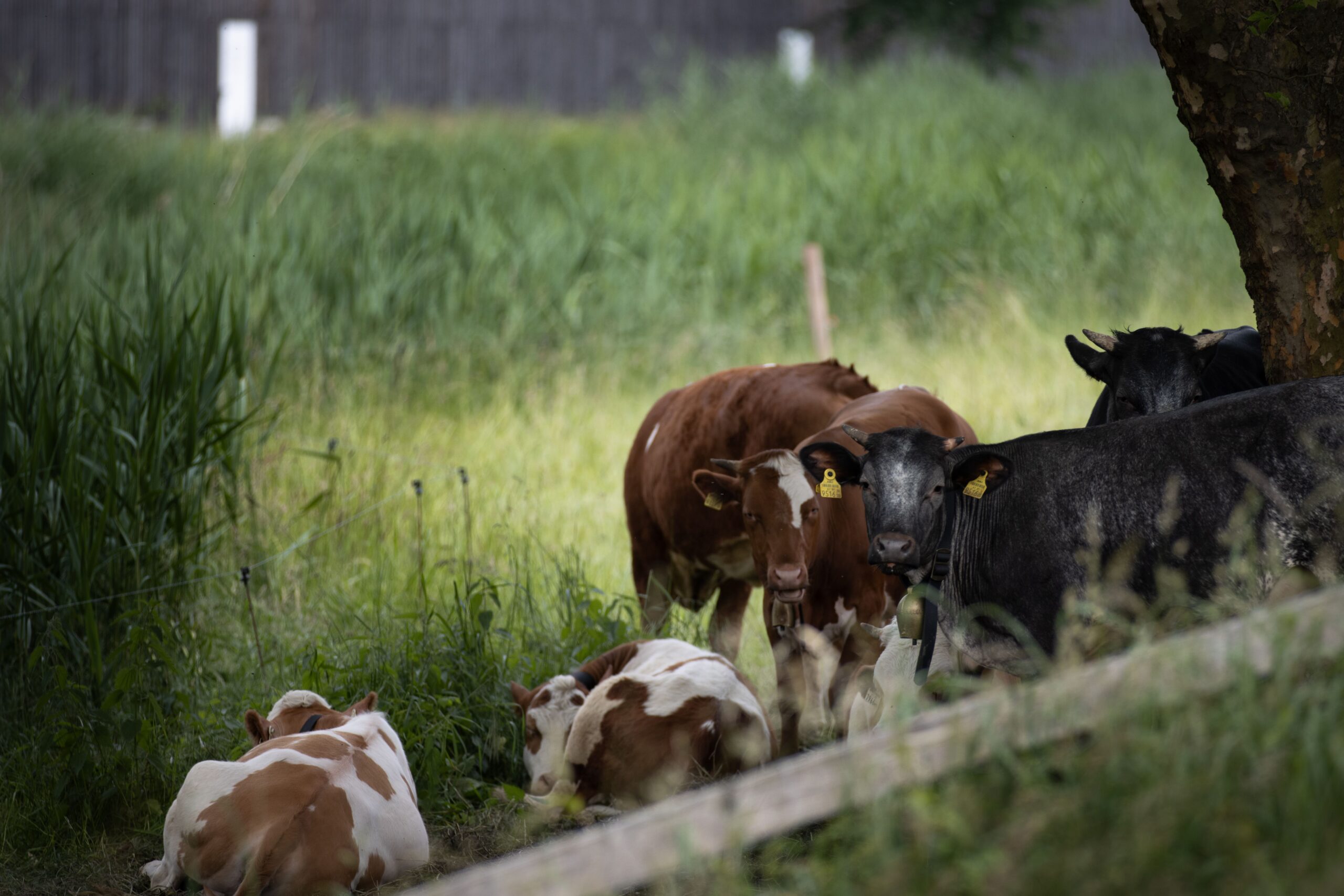 Medicii veterinari explică faptul că temperaturile ridicate pot provoca deshidratare, insolație și tulburări respiratorii. Foto: pexels.com