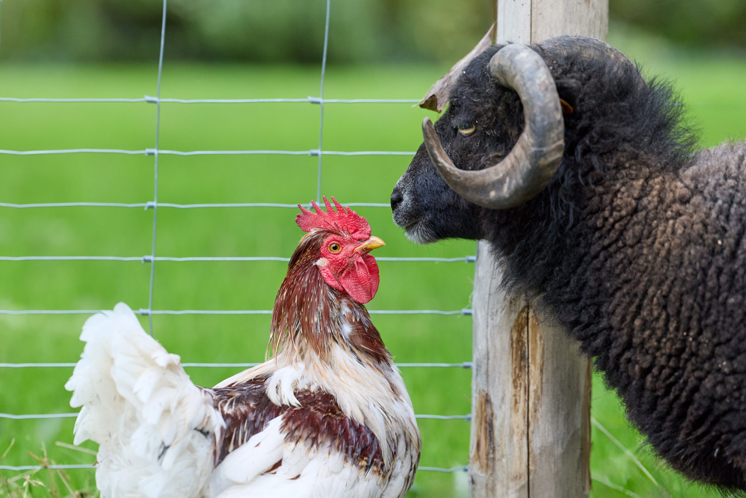 ANSVSA precizează că toți crescătorii de animale trebuie să asigure condiții care să reducă efectele căldurii excesive. Foto: pexels.com