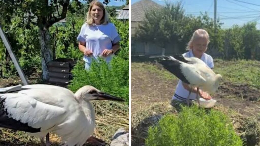 Cocolino, puiul de barză crescut ca un copil de o familie din Anenii Noi. Foto: captură video Instagram