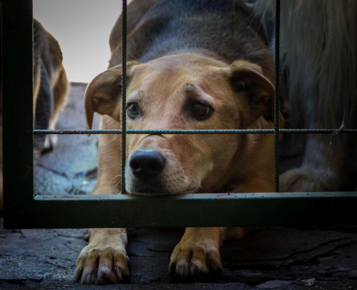 Ce se întâmplă cu un animal abandonat de mai multe ori? Efectele pe care schimbările repetate le pot avea asupra comportamentului