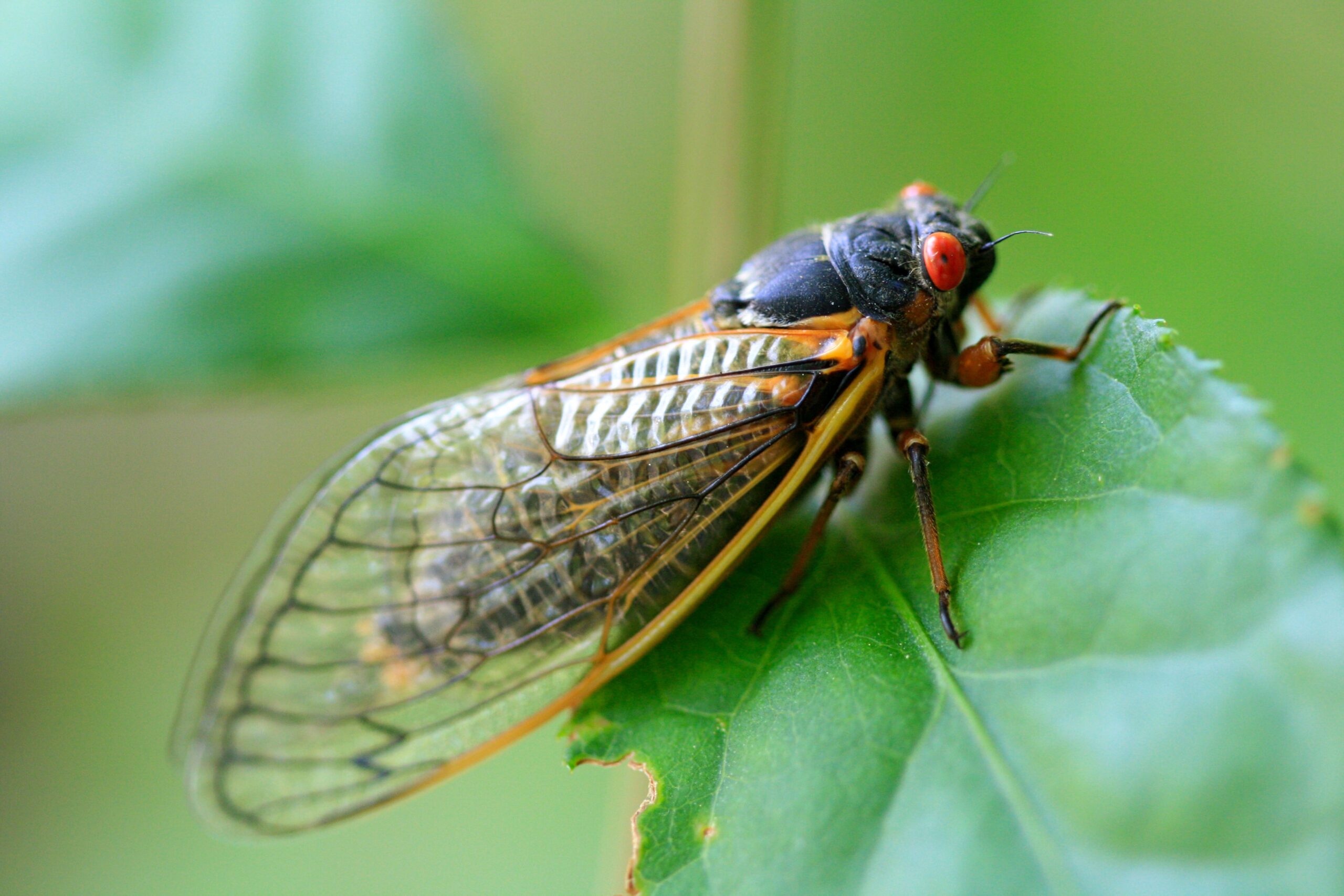 Cum produc cicadele sunetul inconfundabil al verii. Foto: pexels.com