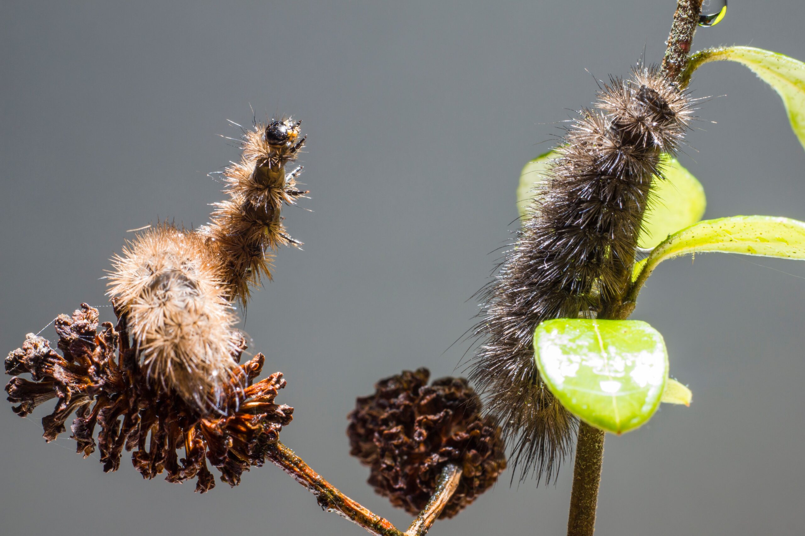 Firele care par moi și pufoase ascund spini veninoși folosiți de insectă pentru a se apăra de prădători. Foto: pexels.com