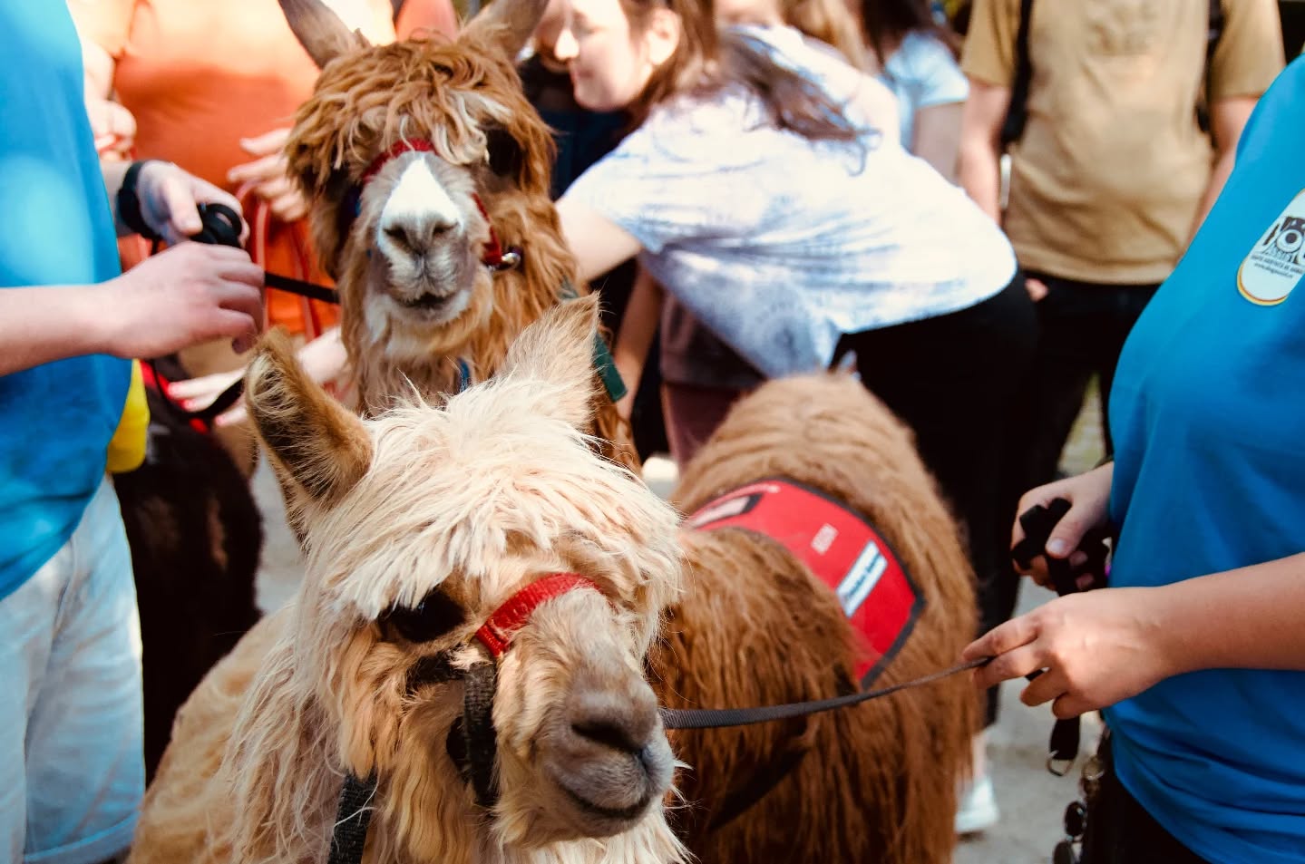 Cum funcționează terapia asistată de animale, pentru cine este recomandată și cum sunt pregătiți câinii și alpacalele. Sursa foto: Facebook