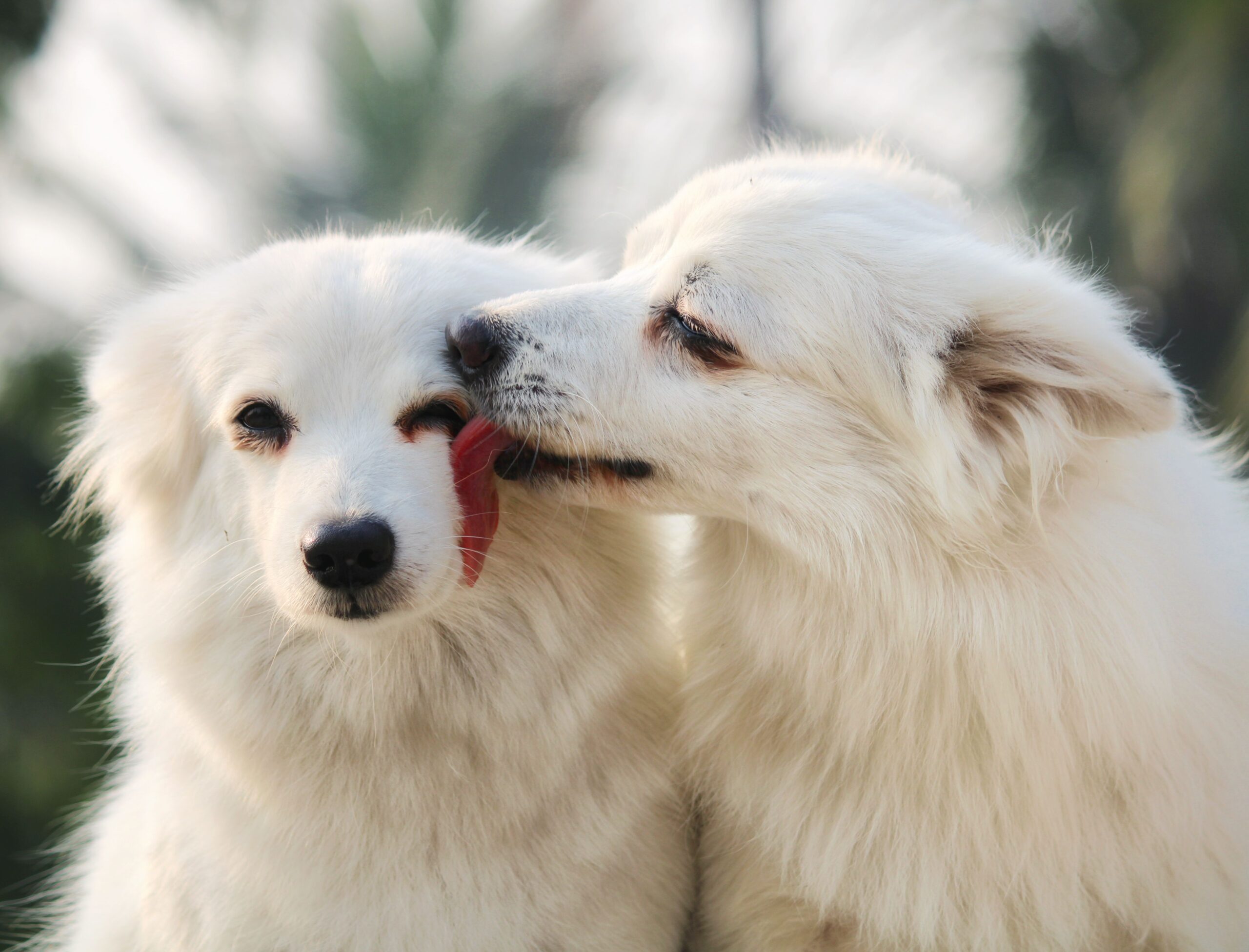 „Shoflak Kalba” le permite proprietarilor din Egipt să găsească potențiali parteneri pentru câini, pisici, păsări, cai și alte animale domestice. Foto: pexels.com