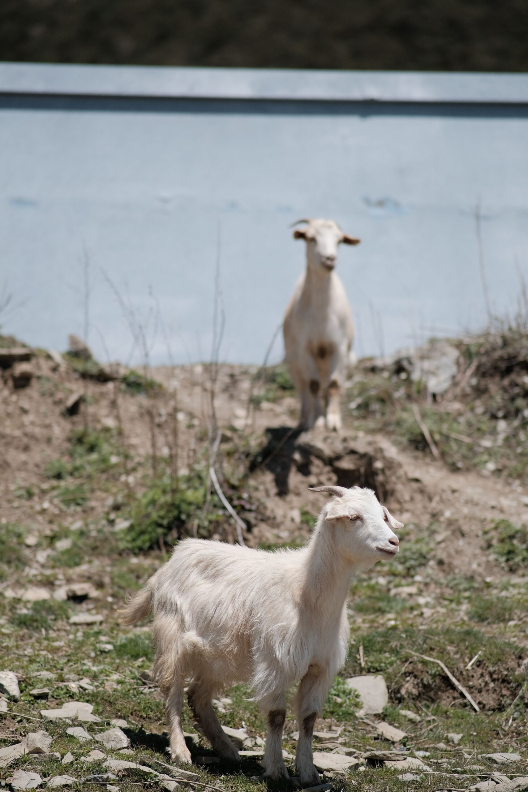 Bruxelles-ul încurajează tot mai mult folosirea animalelor pentru curățarea vegetației. Foto: pexels.com