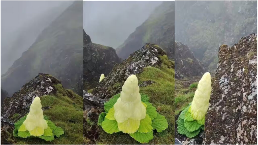 Floarea „Diamantul Himalayei”, mai înaltă decât un om și capabilă să înflorească o singură dată în viață. Planta rară sfidează natura la peste 4.000 de metri altitudine