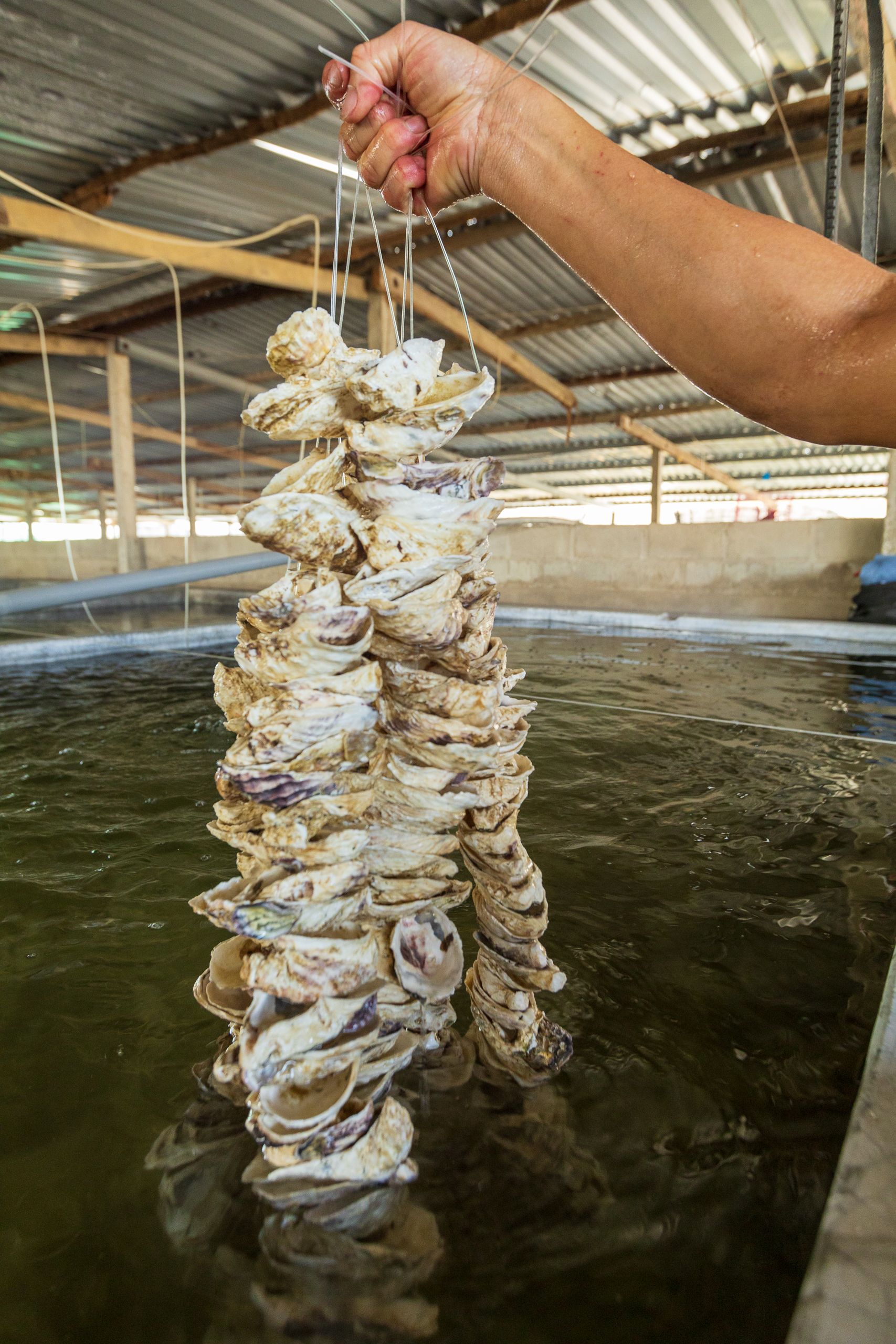 Cochiliile au fost amplasate în zone unde recifele naturale de stridii dispăruseră treptat din cauza activităților umane și a degradării mediului. Foto: pexels.com