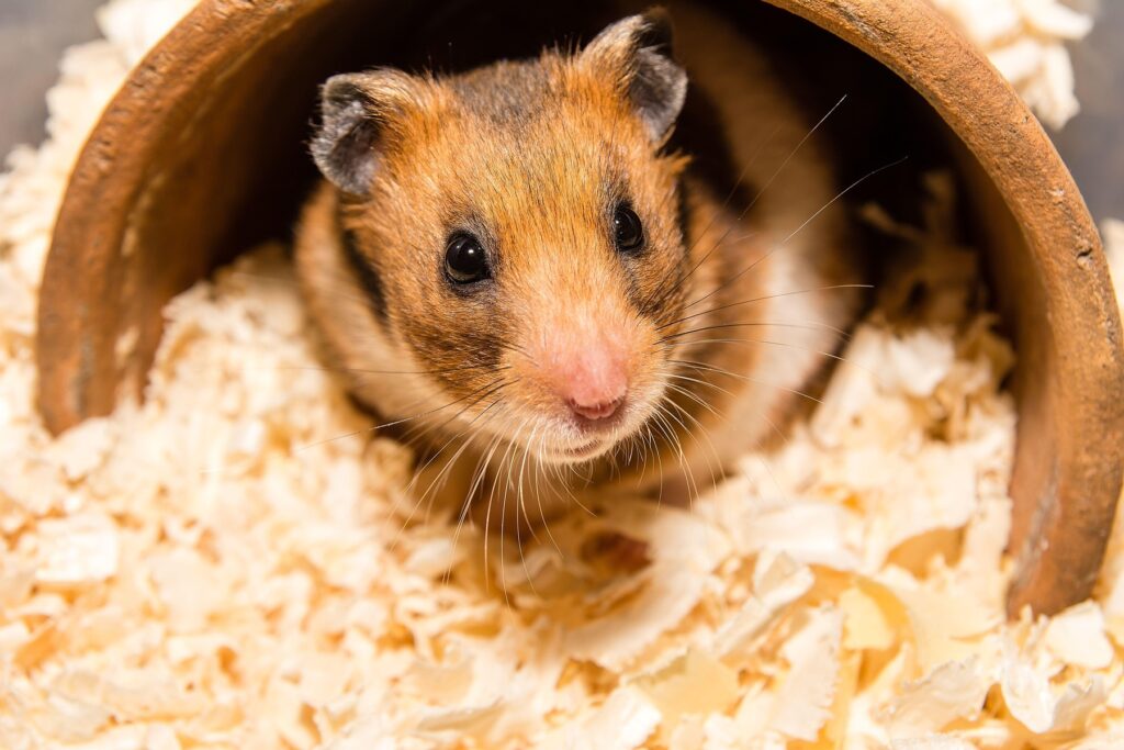 Cum îngrijești corect un hamster. Ce trebuie să știe orice proprietar despre alimentație, semnele de boală și condițiile ideale de viață EXCLUSIV