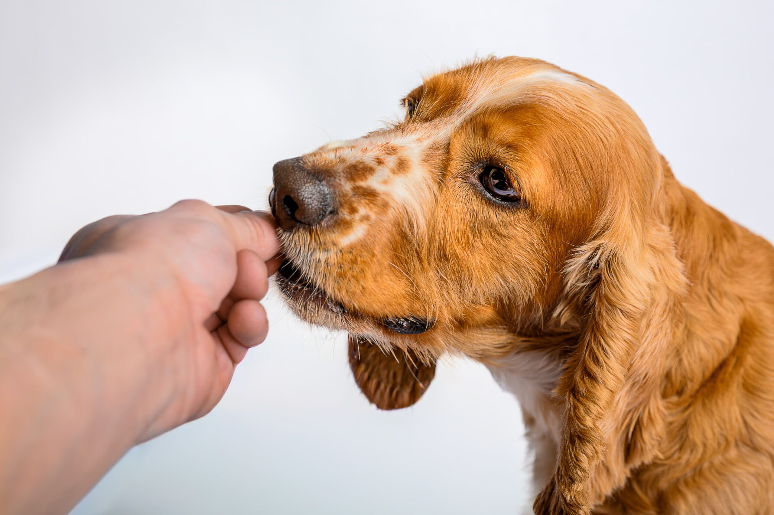 Hrană premium pentru câini, retrasă de la vânzare. Foto: pexels.com