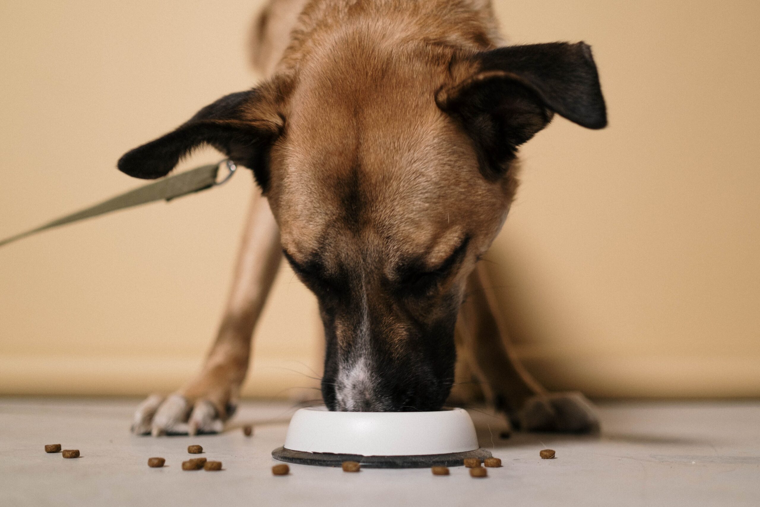 Zeci de animale au dezvoltat probleme grave la ochi. Foto: pexels.com
