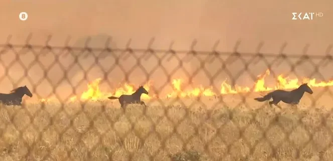 Trei cai au fost filmați în timp ce fug disperați de flăcările din Grecia. Sursa foto: captură TV SKAI