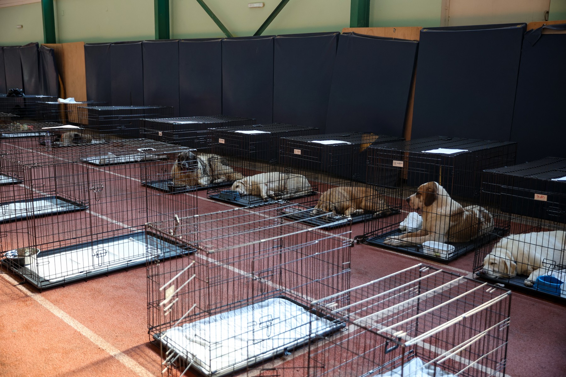 Voluntarii din Grecia au salvat sute de animale din incendii. Sursa foto: Profimedia