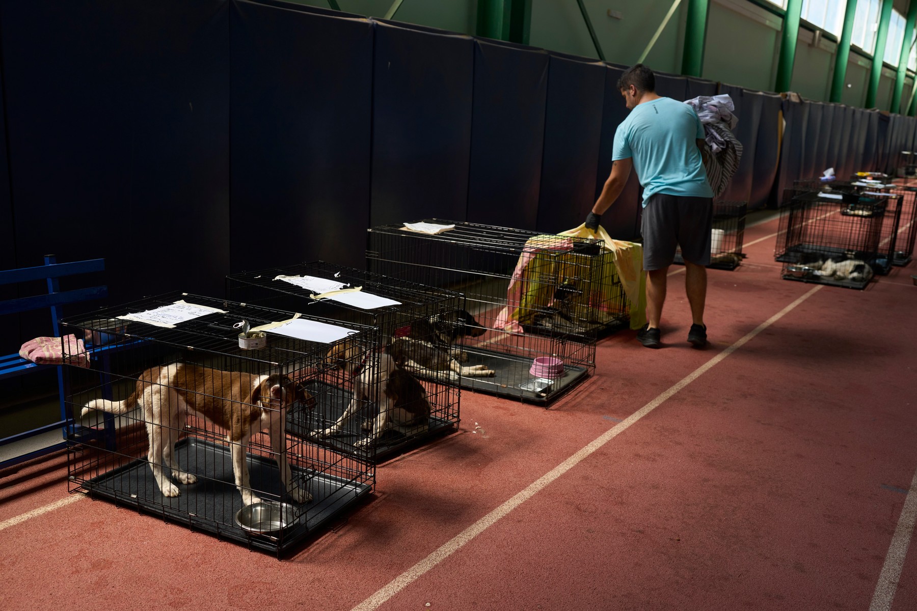 Animalele recuperate au fost adăpostite temporar într-o sală de sport, în cuști pliabile, unde au primit apă și jucării. Sursa foto: Profimedia