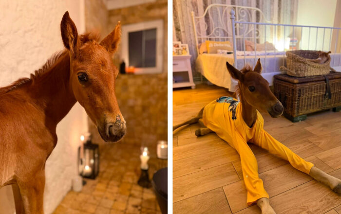 Marlie, mânzul orfan care a cucerit internetul. Doarme în pijama și este crescut ca un „copil” în Sălaj!
