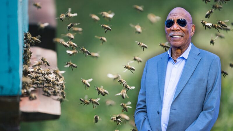 Morgan Freeman și-a transformat ferma într-un refugiu pentru albine, dar nu le colectează mierea. Care este motivul
