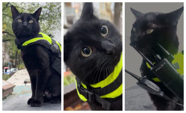 El e Nimis, celebrul motan-polițist din Amsterdam. Felina care a cucerit turiștii și milioane de oameni din întreaga lume
