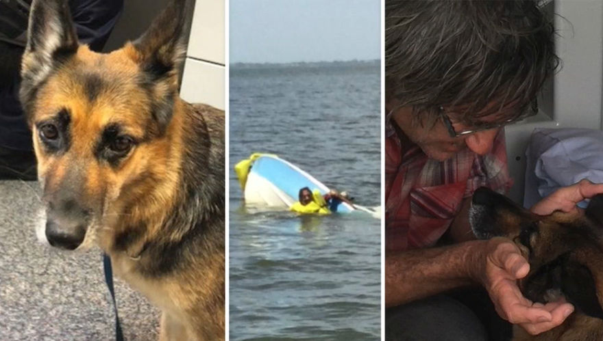 O femelă din rasa Ciobănesc German a supraviețuit 11 ore în Ocean și și-a ajutat stăpânul să fie salvat la timp! Heidi, găsită epuizată în largul coastelor din Australia