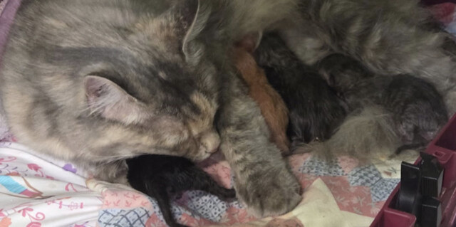 O pisică evacuată din calea unui incendiu a născut 5 pui după ce medicii veterinari au descoperit că era gestantă