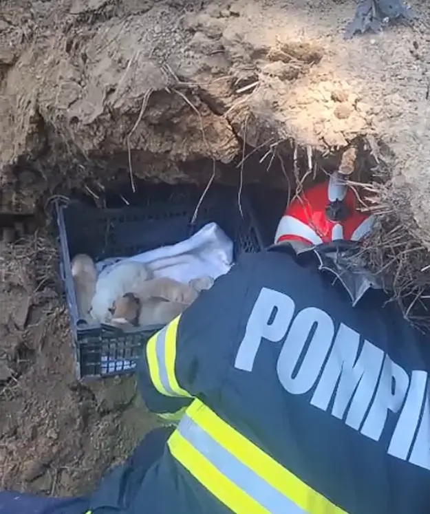 Alarma a fost dată printr-un apel la 112, după ce mai mulți locuitori din zonă au auzit scâncete venind din subteran. Foto: ISU Constanța