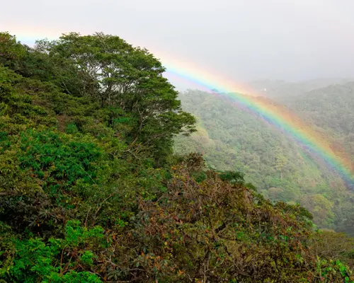 Aici „plouă” pe orizontală. Pădurea din Costa Rica unde ceața hrănește ecosistemul și trăiește cea mai mare felină din Americi