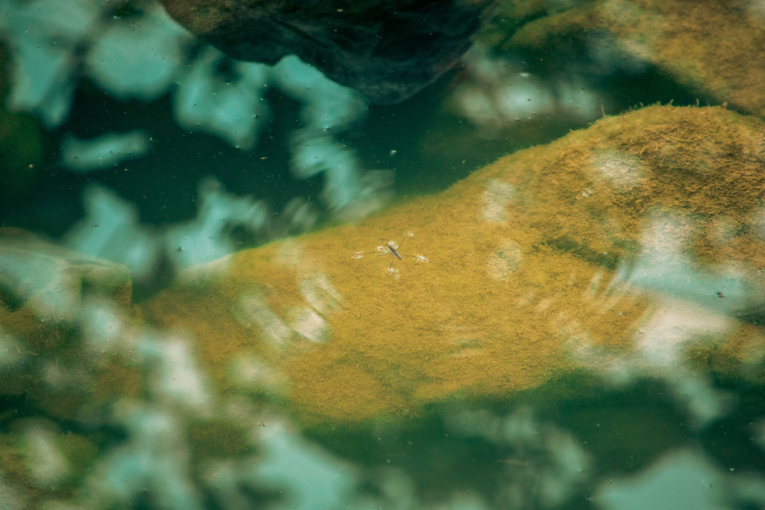 Gambusia affinis, cunoscută și drept peștele țânțar sau „mosquitofish”, trebuia să reducă populațiile de țânțari care puteau transmite boli. Foto: pexels.com