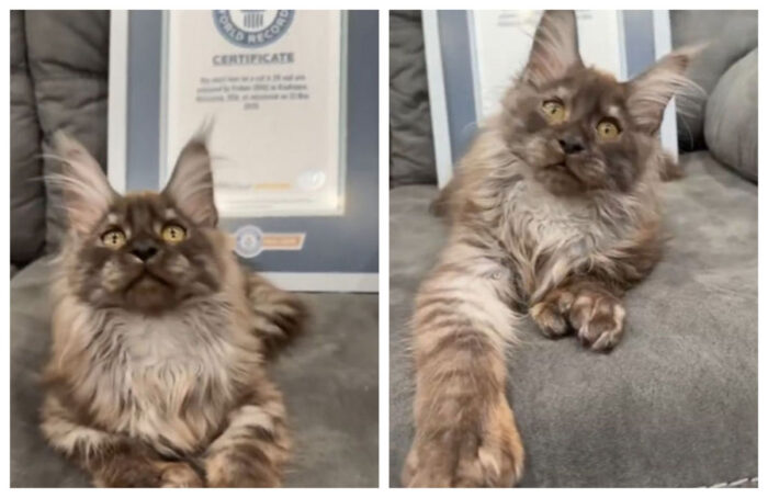 Record mondial pentru o pisică din rasa Maine Coon! Felina s-a născut cu 29 de degete și a intrat în Cartea Recordurilor
