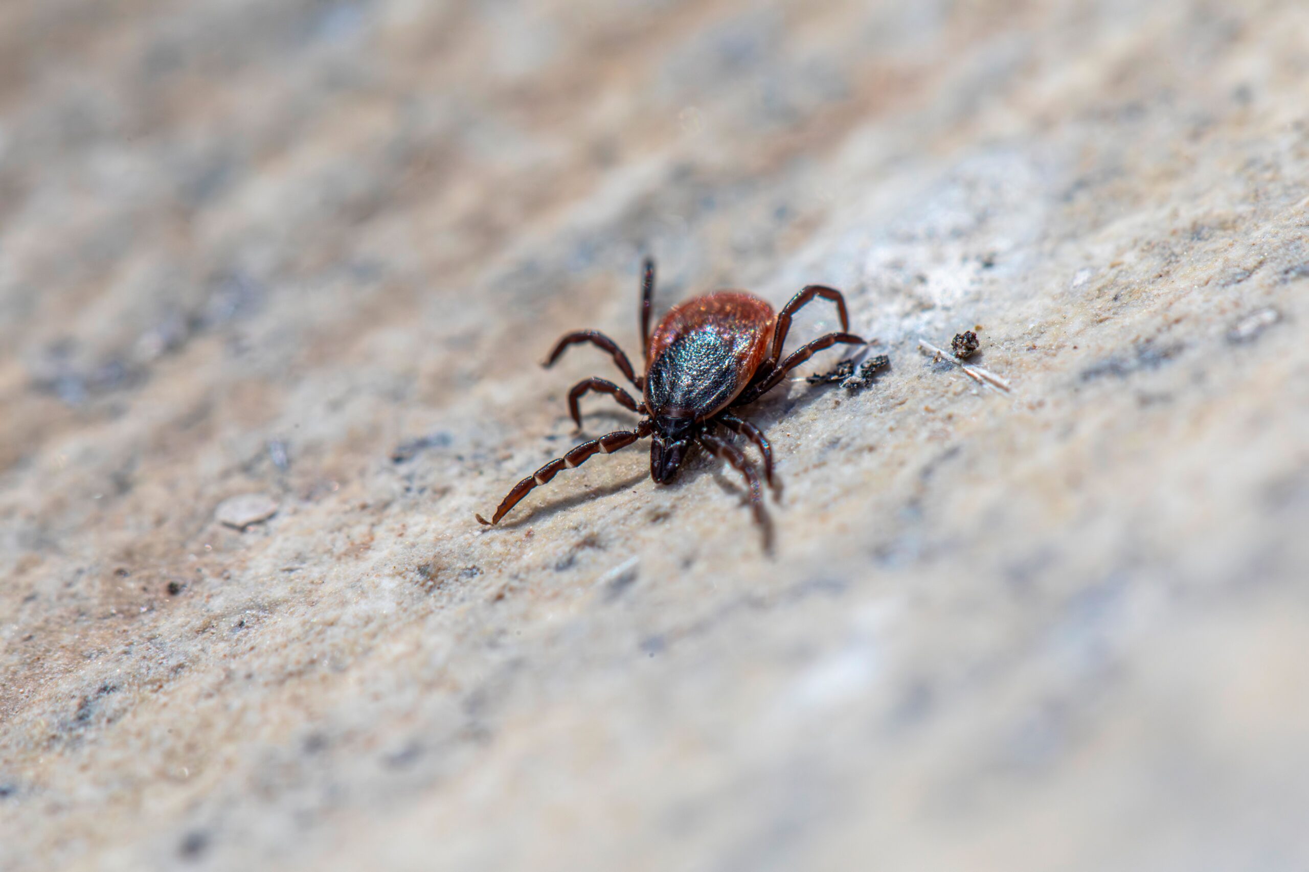 Plantele nu reprezintă o metodă sigură de eliminare a căpușelor și nu înlocuiesc verificarea pielii după timpul petrecut în natură. Foto: pexels.com