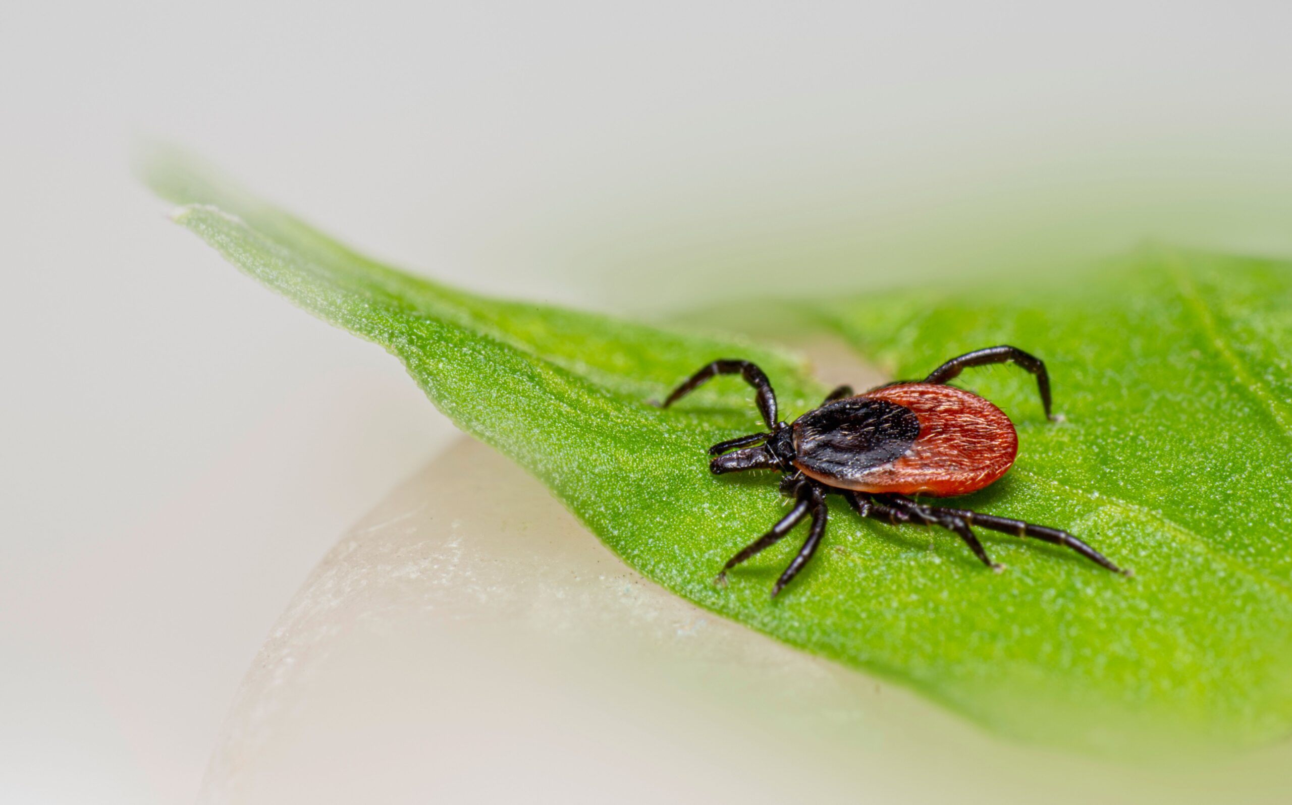 Mirosurile puternice ale unor plante sunt considerate neplăcute pentru căpușe, iar unele dintre ele conțin compuși utilizați și în produse repelente. Foto: pexels.com