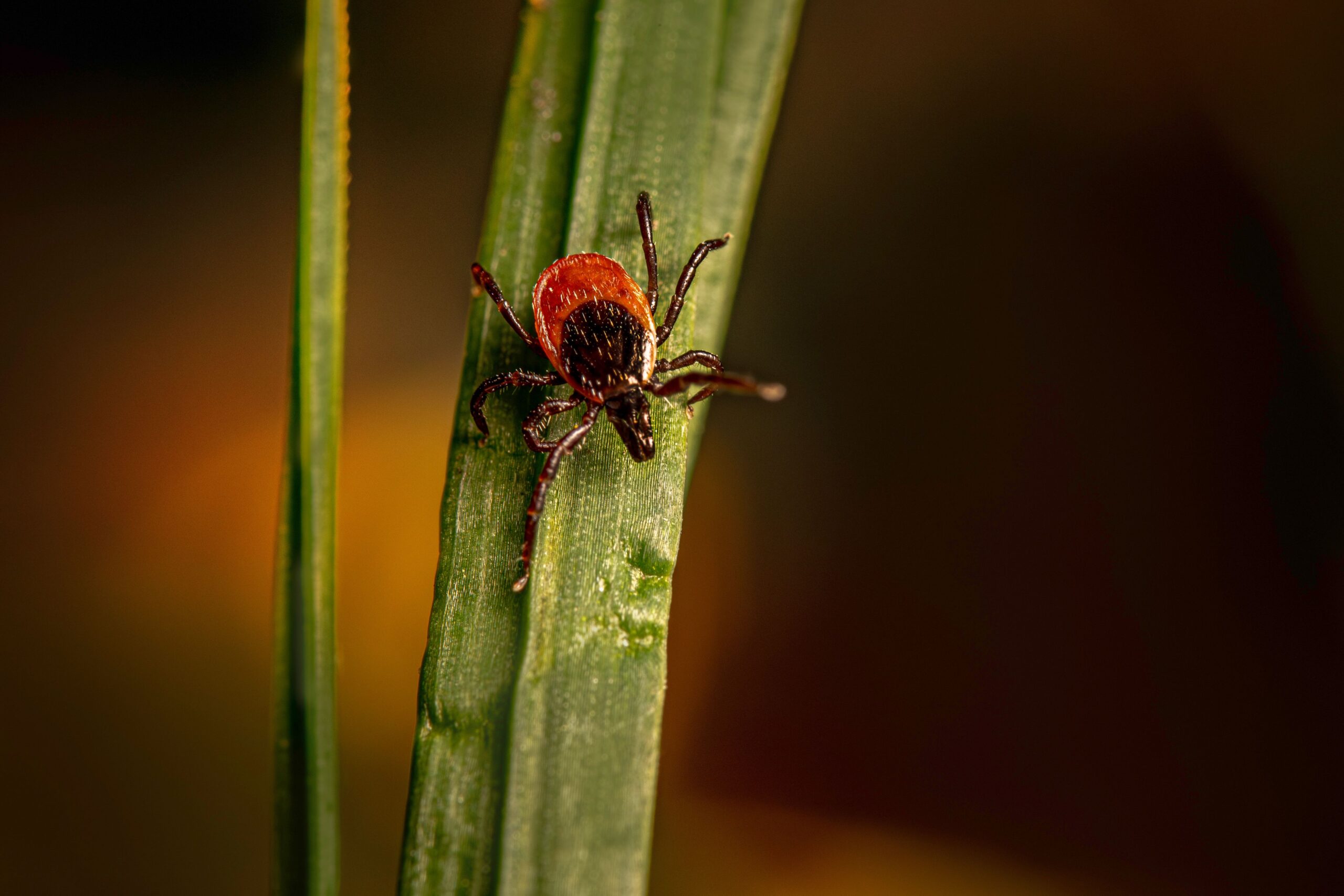 Anumite plante aromatice și flori pot contribui la transformarea grădinii într-un spațiu mai puțin atractiv pentru acești paraziți. Foto: pexels.com