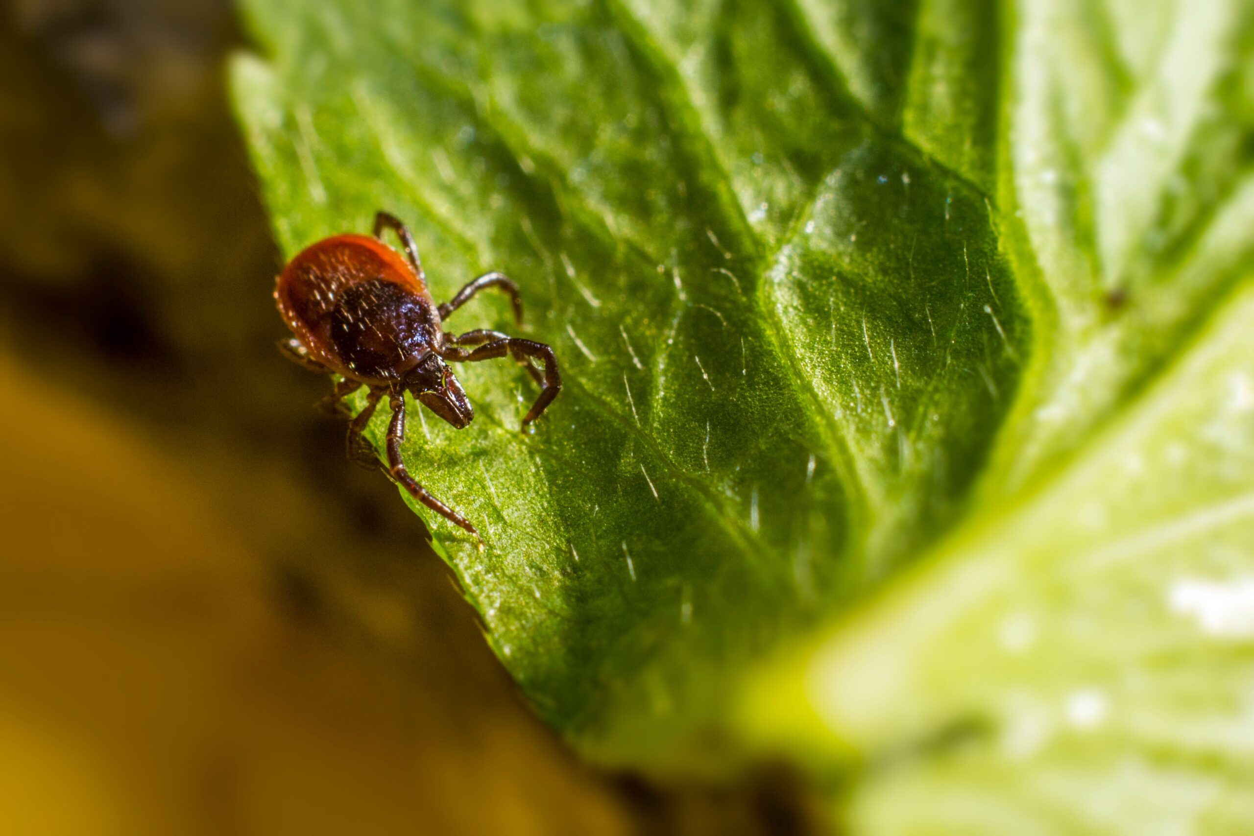 10 plante care țin căpușele departe de curte. Sunt ușor de cultivat și au mirosuri pe care insectele le evită
