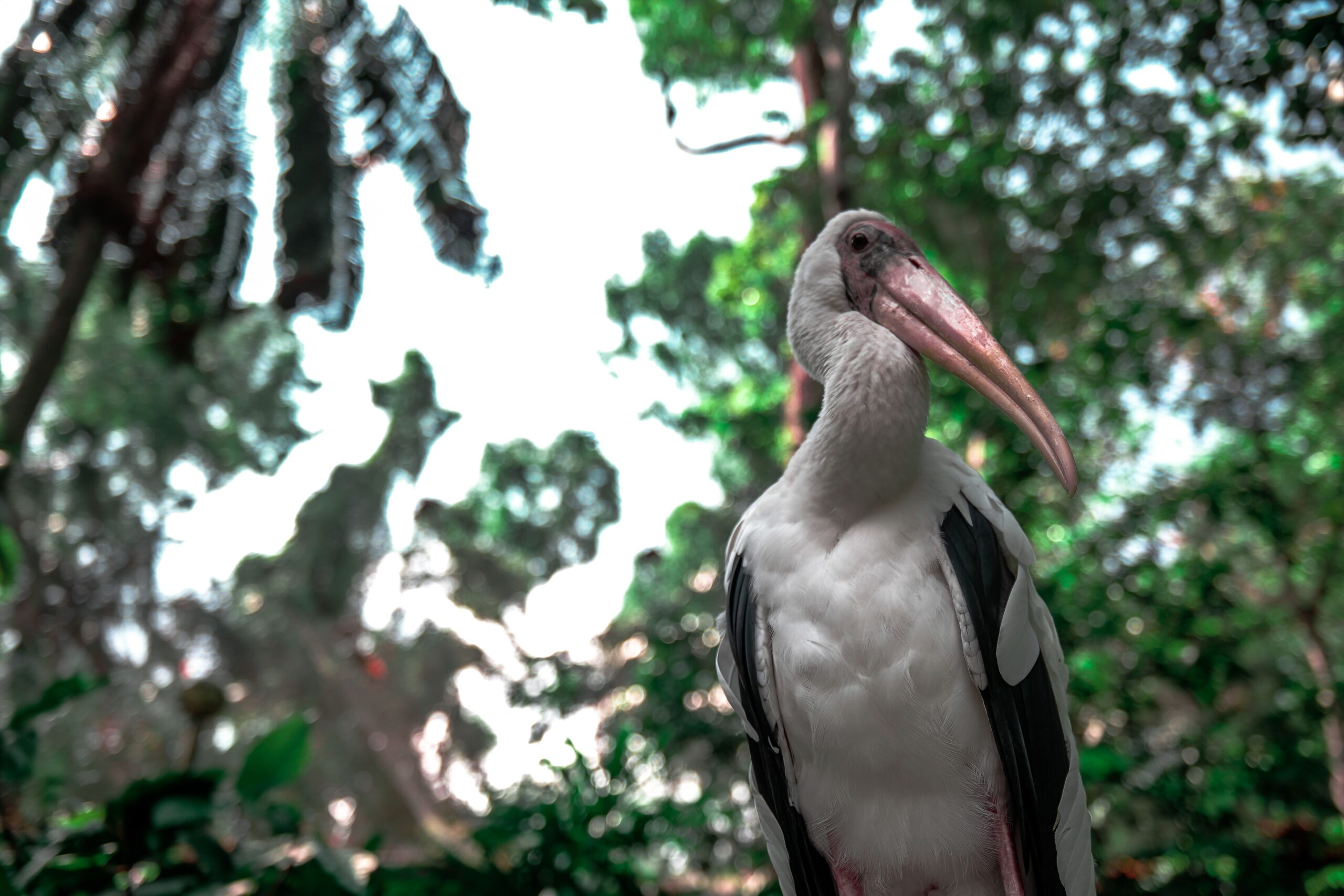Cum a fost salvată barza de pădure? Foto: pexels.com
