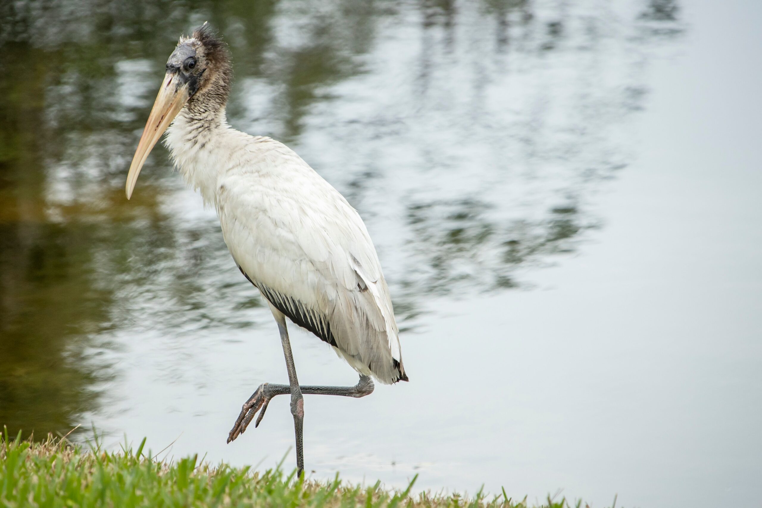 Primele cuiburi ale speciei au fost observate în 1987, la colonia Woody Pond. Foto: pexels.com
