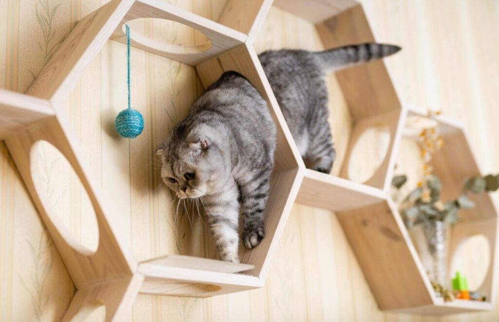 De la coabitare la design: mobilier pentru pisici la nivel de arhitectură domestică (Casa Lux)