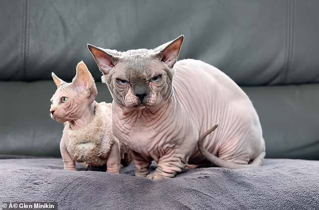 Aspectul neobișnuit al acestor animale este adesea rezultatul unor modificări genetice sau al unor împerecheri selective care le afectează sănătatea. Sursa foto: Cats Protection