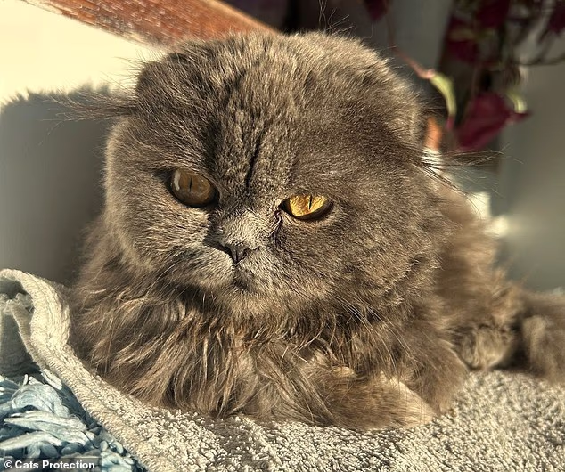 În unele cazuri, proprietarii ajung să renunțe la animale din cauza costurilor. Sursa foto: Cats Protection