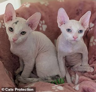 Specialiștii susțin că aceste caracteristici pot provoca probleme grave de sănătate și suferință pe tot parcursul vieții. Sursa foto: Cats Protection