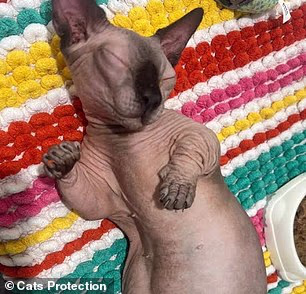 Rețelele sociale și preferințele vedetelor au alimentat cererea pentru pisici cu urechi pliate, picioare foarte scurte, fără coadă sau fără blană. Sursa foto: Cats Protection