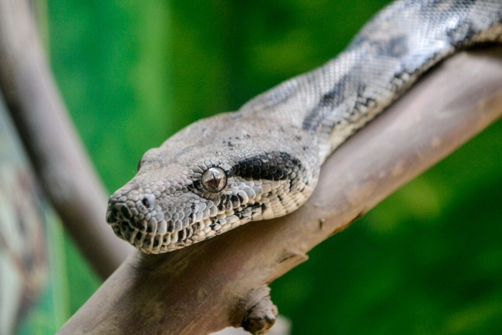 Șarpe de 1,5 metri, găsit sub capota unei mașini. Foto: pexels.com